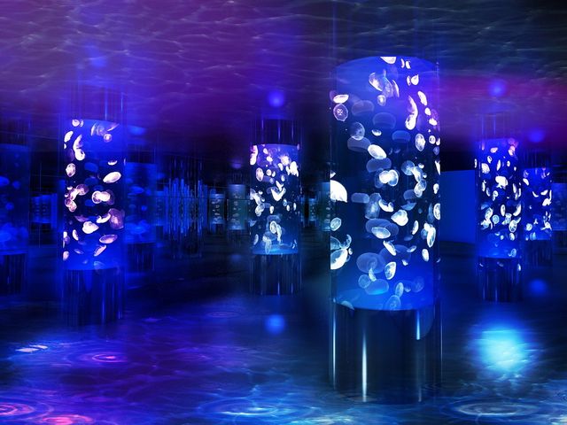DMMかりゆし水族館イメージ